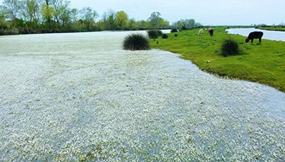 Kızılırmak Nehri’ni su düğün çiçekleri kapladı