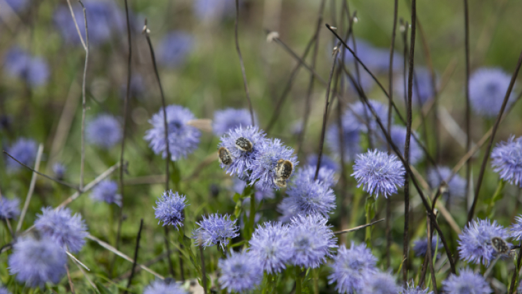 Tunceli’de ilkbaharın gelişiyle yabani çiçekler açtı