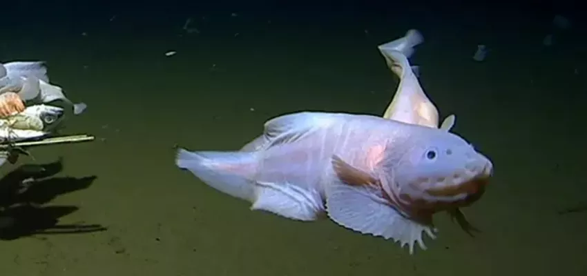 En derinde ilk kez bulundu, görüntüleri ortaya çıktı: 8 km fazladan yüzüyor 