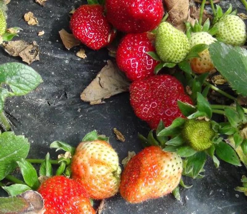3 bin ailenin gelir kapısı..Mevsimi geldi, hasat başladı!