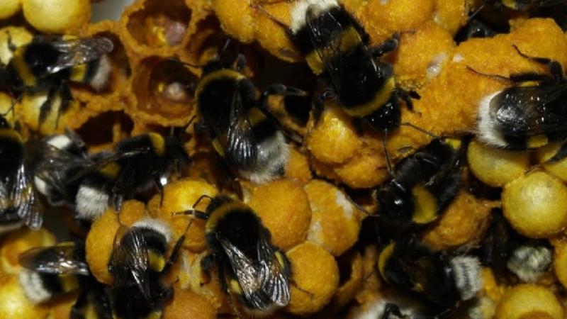 Ordu’da “seraların doğal işçisi” olarak bilinen bombus arısı üretildi
