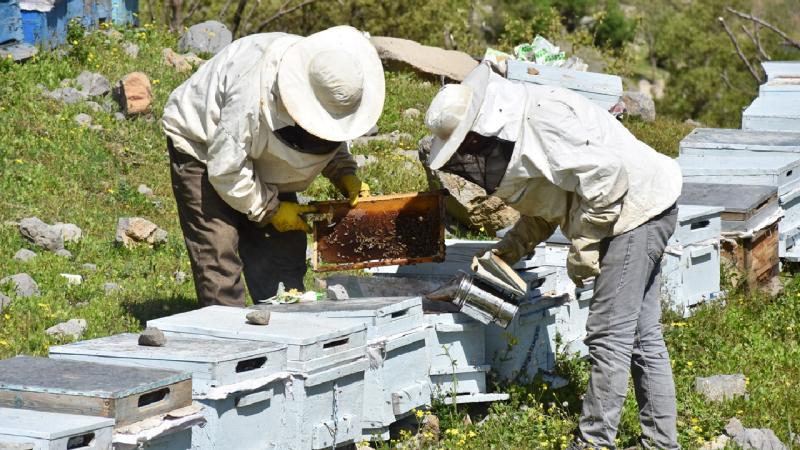 Hakkari’deki çiçek balı üreticileri yeni sezondan umutlu