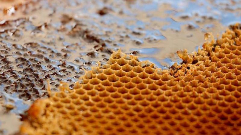 Yurt dışından talep alan Anzer balında öncelik hastalara