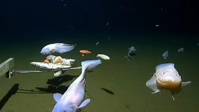 En derinde yaşayan balık gözleminde yeni rekor