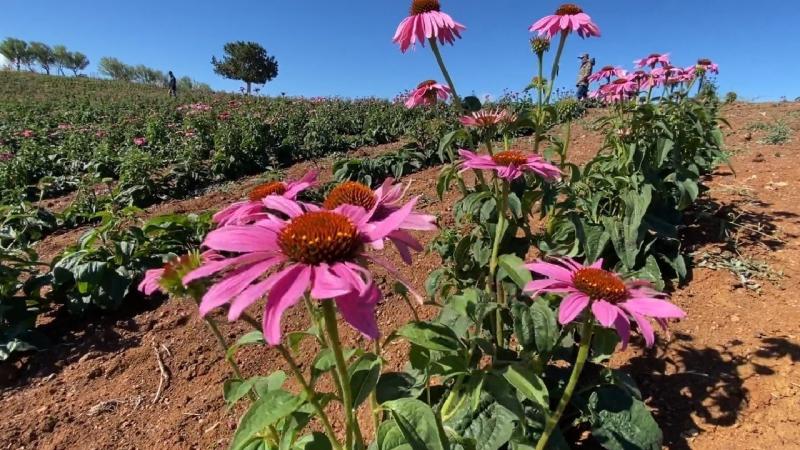 Erzincan 500 dolayında endemik bitkiye ev sahipliği yapıyor