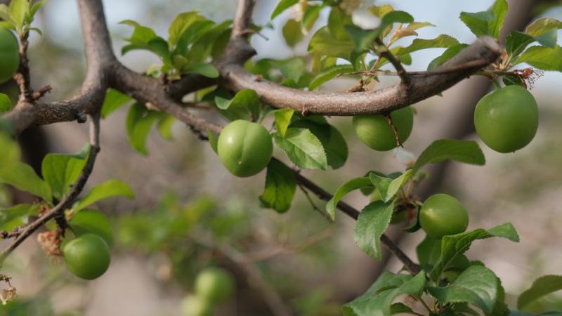 Mersin’de örtü altında erik hasadı devam ediyor