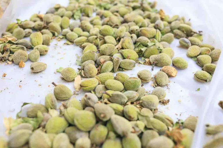 Pazar tezgâhlarında hala var! Vücudunuzu saç diplerinize kadar vitaminle dolduruyor…