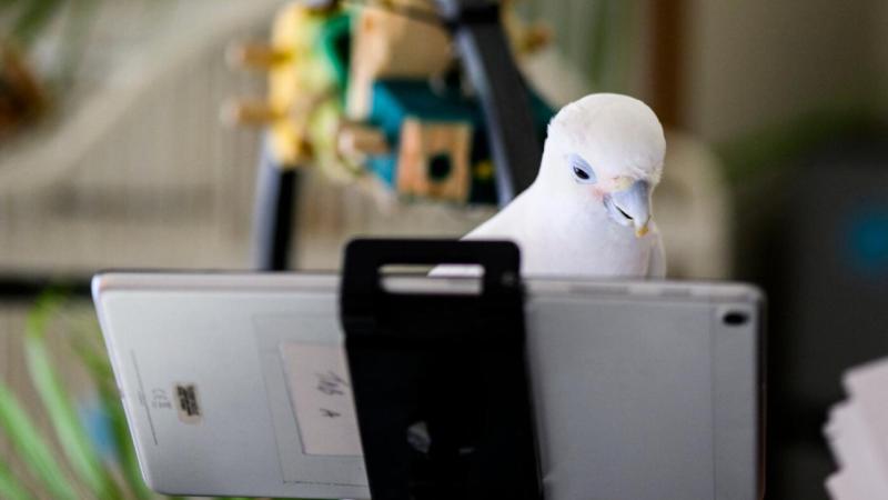 Bilim insanları papağanlara birbirlerini görüntülü aramayı öğretti