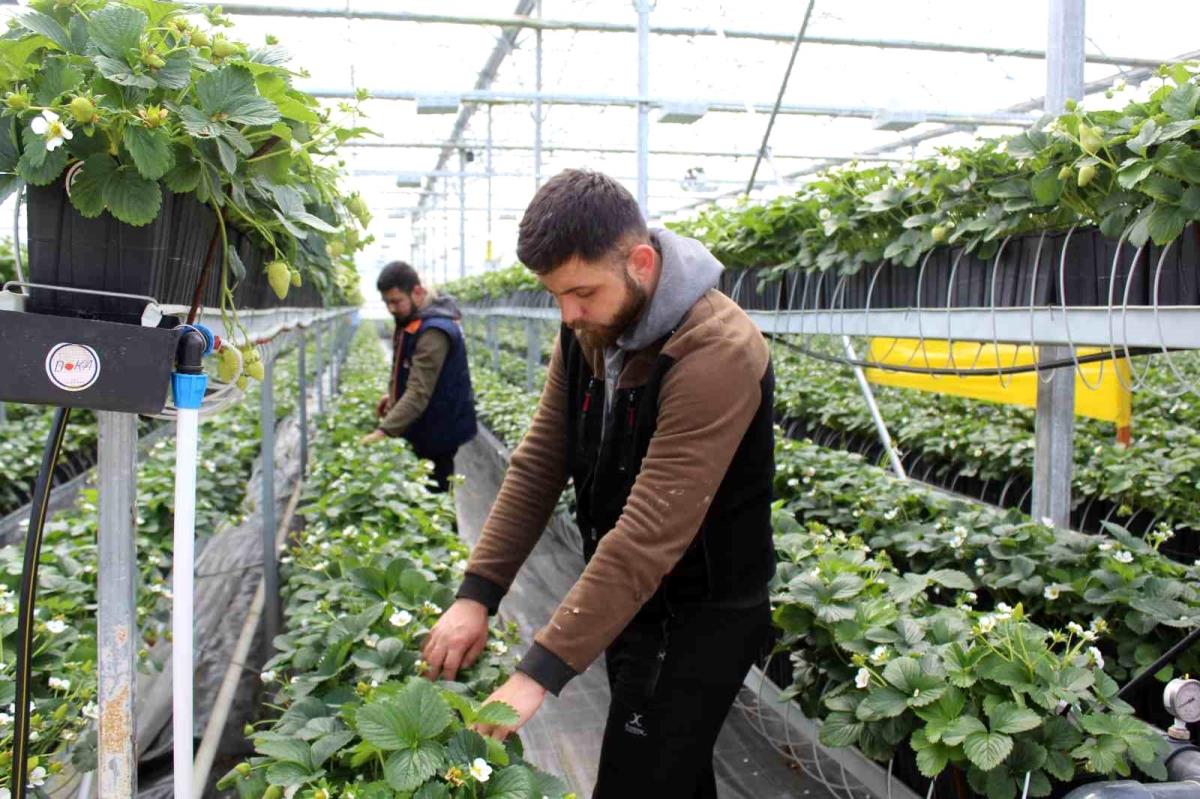 Sinop’ta üretiliyor, dünyaya ihraç ediliyor