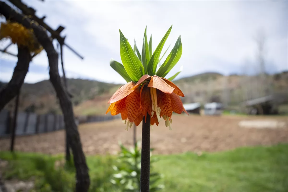 Tunceli’de ters laleler çiçek açmaya başladı