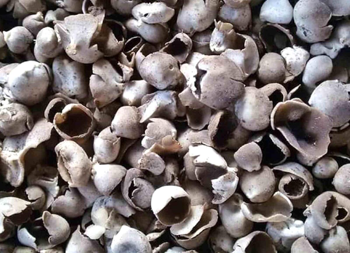 Mersin’de Çukur Çanak Mantarı Vatandaşın Geçim Kaynağı Oldu