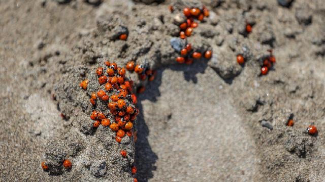 Hatay’da deniz kaplumbağalarının yumurtlama alanı uğur böceğiyle doldu