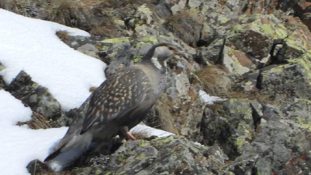 Avlanması yasak olan ur keklikleri görüntülendi