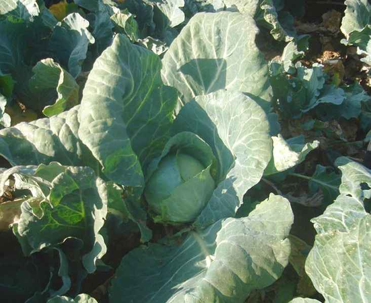 Giresun’un fındık yetişmeyen Alucra ilçesinde “Alucra lahanası” için çiftçilere eğitim kursları düzenleniyor