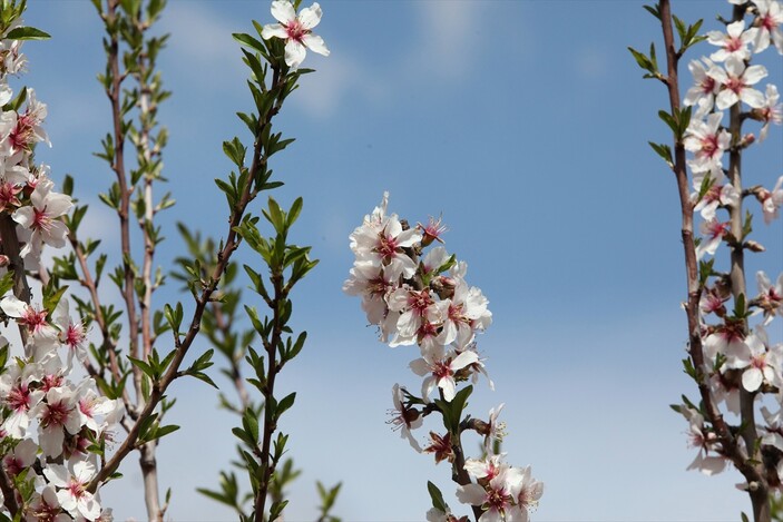 Adıyaman’da çicek açan badem ağaçları çiftçiye umut verdi