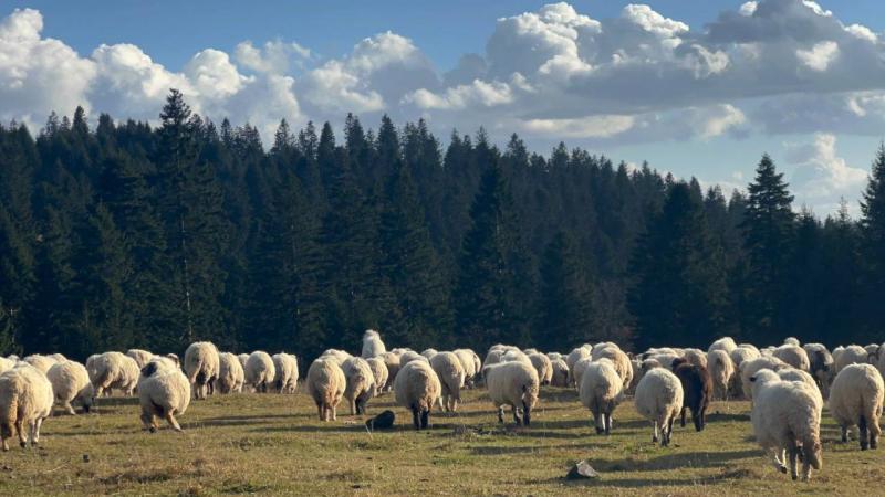 Bolu’nun her mevsim ayrı güzel yaylası: Sarıalan