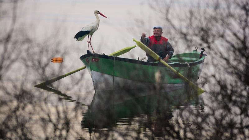 “Yaren” leylek yavrularını yeni yuvasında büyütüyor