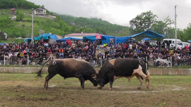 Artvin’de düzenlenen boğa güreşleri renkli görüntülere sahne oldu