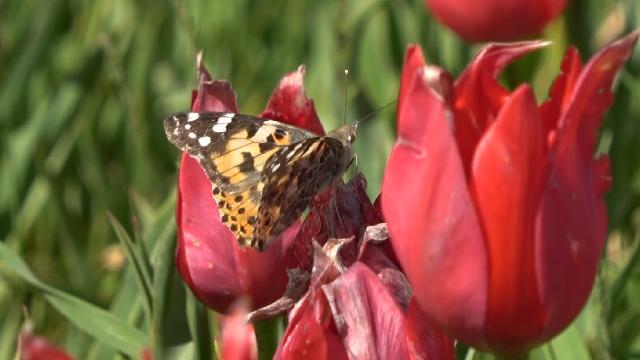 Muş lalesini korumak için yıllardır tarlasını ekmiyor