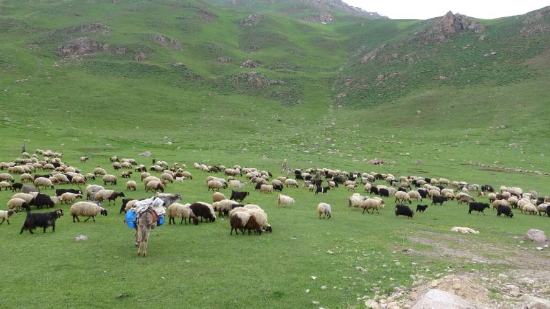 Göçerler 2 bin 800 rakımlı yaylalarda zorlu hayvancılık mesaisinde