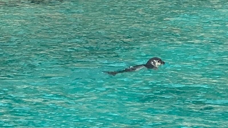 Nesli tehlikede Akdeniz fokları için “mağaralara girmeyin” uyarısı