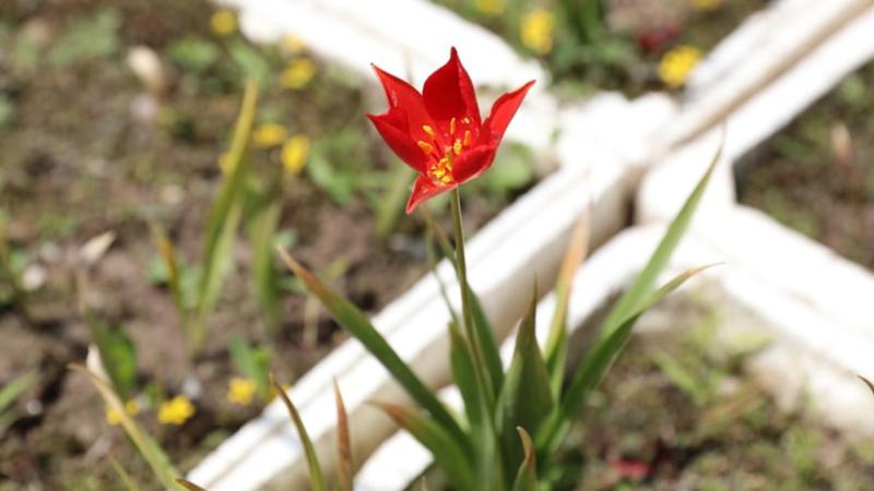 Endemik bitki türü ‘yitik lale’ çiçek açtı
