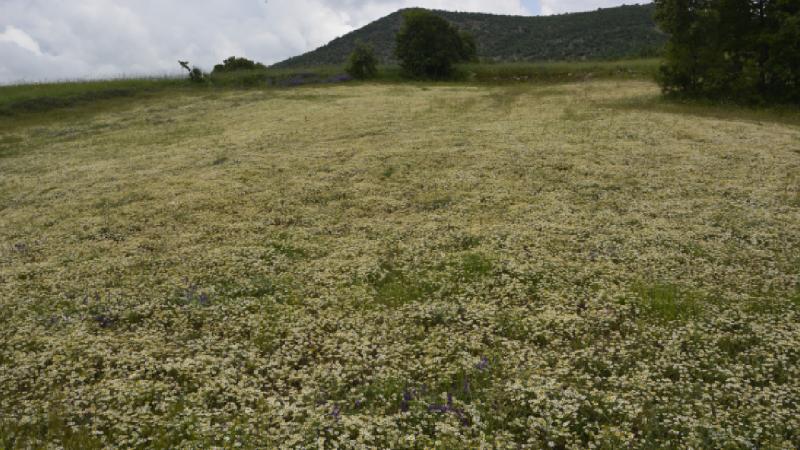 Manisa yaylalarında “papatya mesaisi” başladı