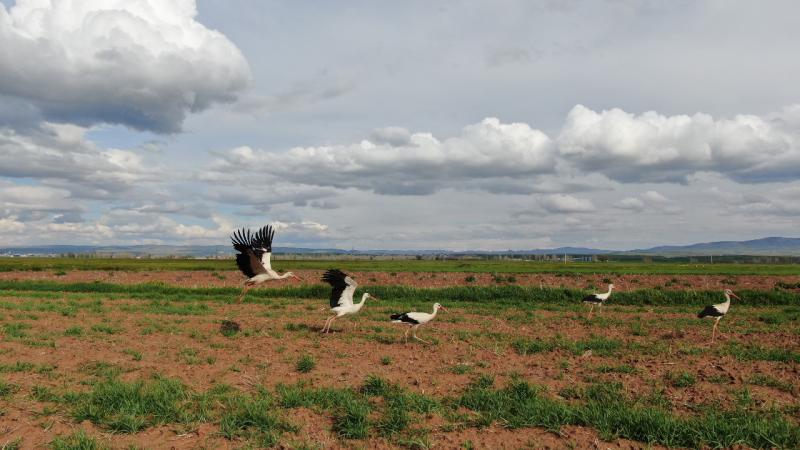 Sivas’ın Şarkışla ilçesinde sürü halinde gezen leylekler dron ile görüntülendi.
