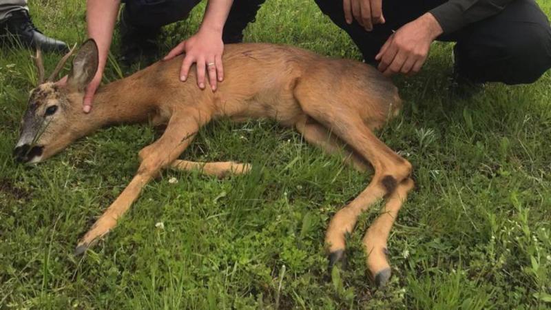 Tokat’ta yaralı karaca koruma altına alındı