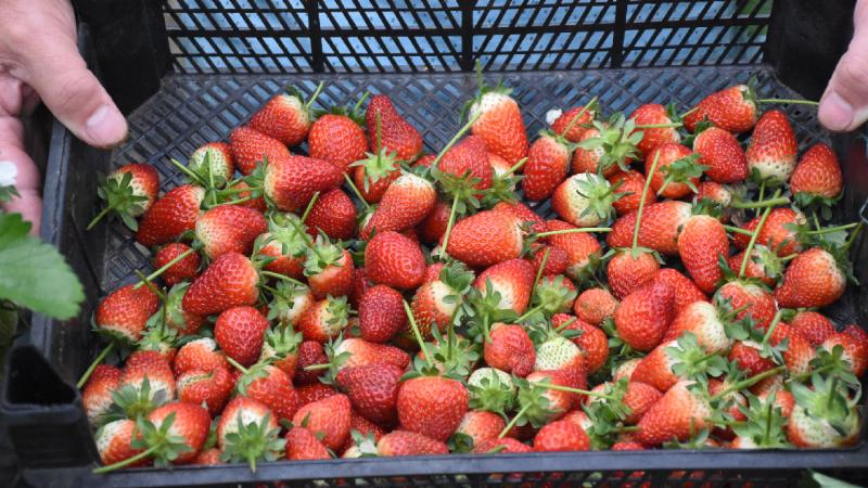 Giresun’da çilek üretimi fındıktan sonra gelir kaynağı haline geldi