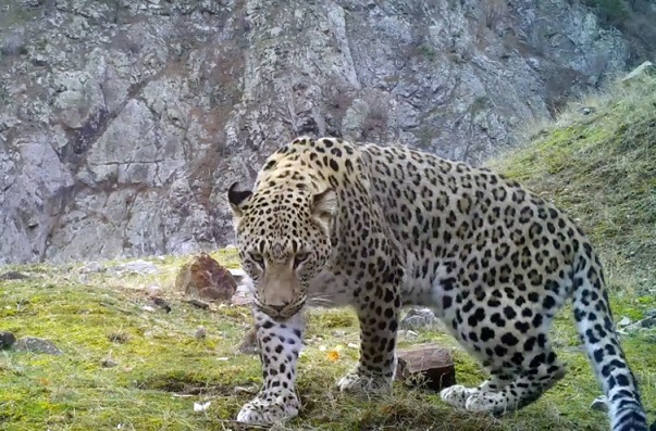 Nesli tükenmekte olan Anadolu Leoparı Batı Akdeniz’de görüntülendi