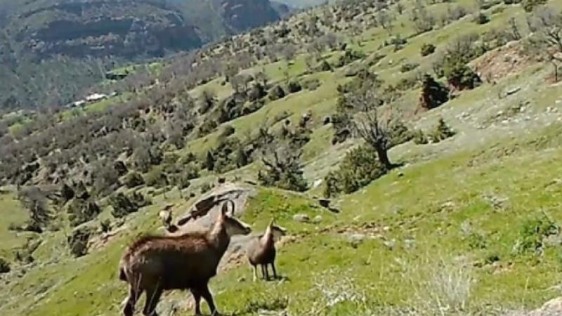 Tunceli’de çengel boynuzlu dağ keçileri fotokapanla görüntülendi