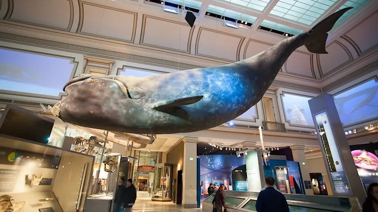 Bu müzeleri gezmeniz için dünyanın bir ucuna gitmeye gerek yok! Hem de bedava…