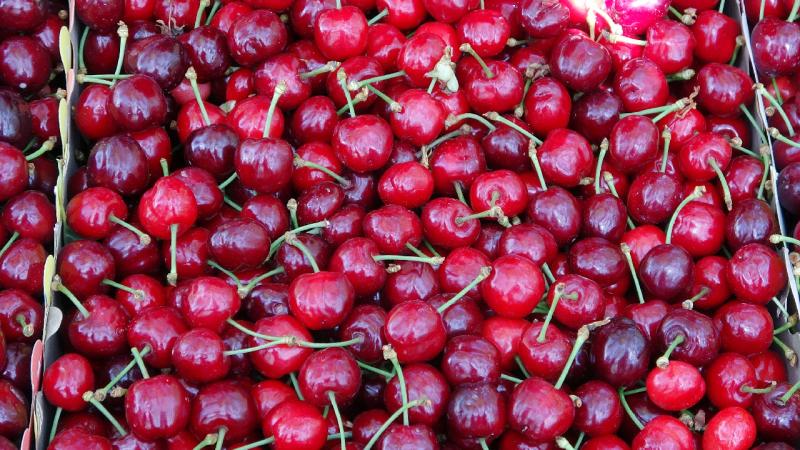 Turfanda kiraz çıktı: İlk hasatlar Norveç, Almanya ve Rusya’ya