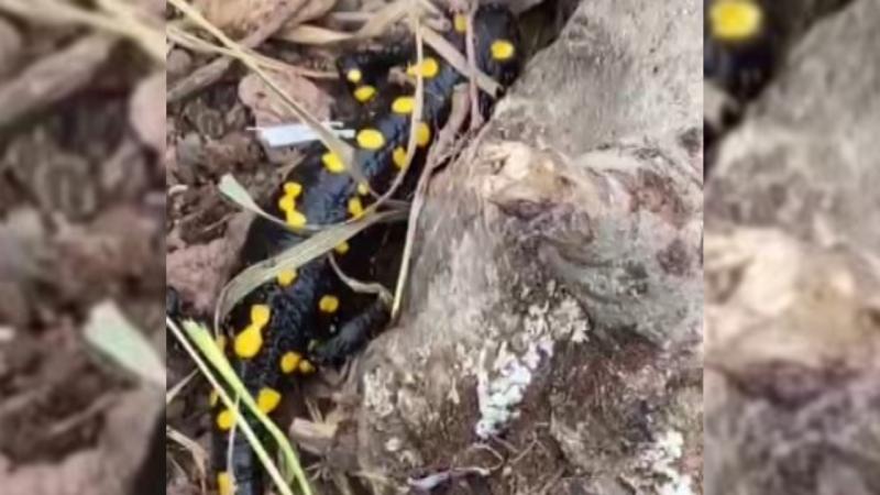 Nesli tükenmekte olan lekeli semender görüntülendi