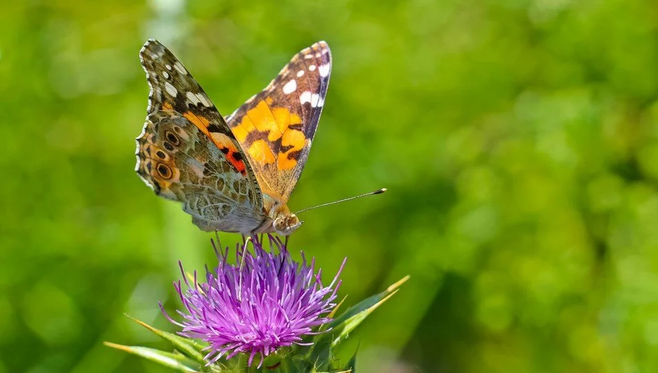 UNESCO listesindeki Hevsel Bahçeleri’nin biyoçeşitliliği kayıt altına alınıyor
