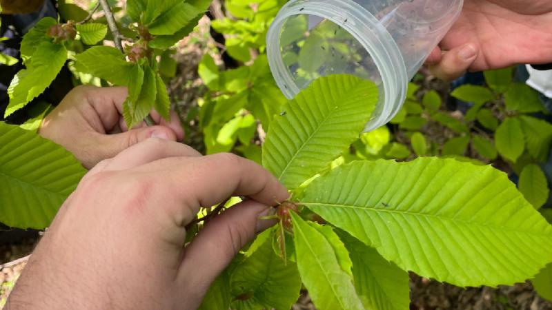 Kestane ağaçlarını gal arısından laboratuvarda üretilen böcekler koruyacak