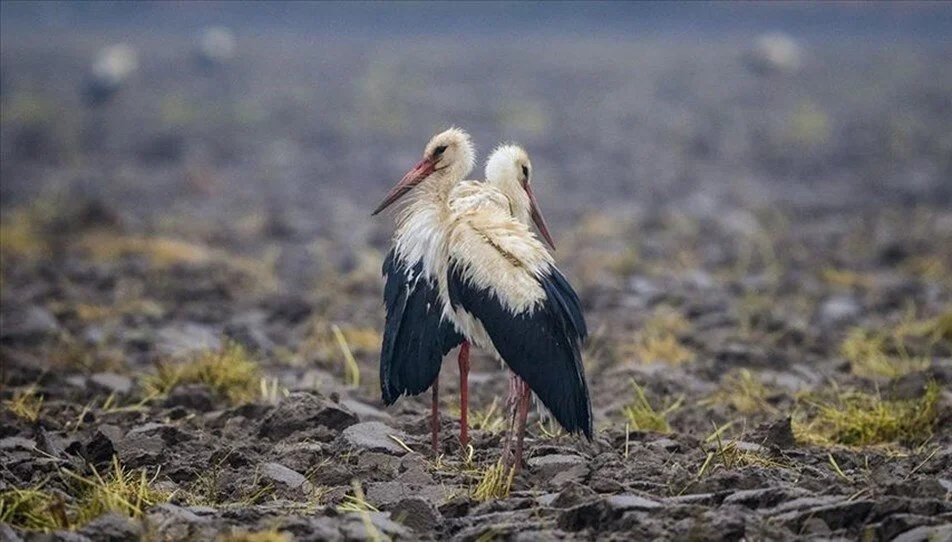 Danimarkalı leylek “Holm” Bursa’da
