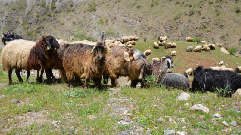 Şırnak’ta göçerler yaylaya ulaştı