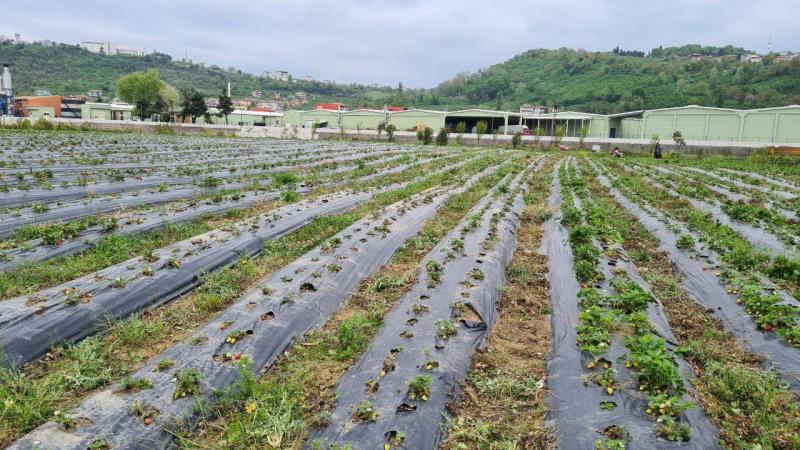 Osmanlı çileği üreticileri hasat için gün sayıyor