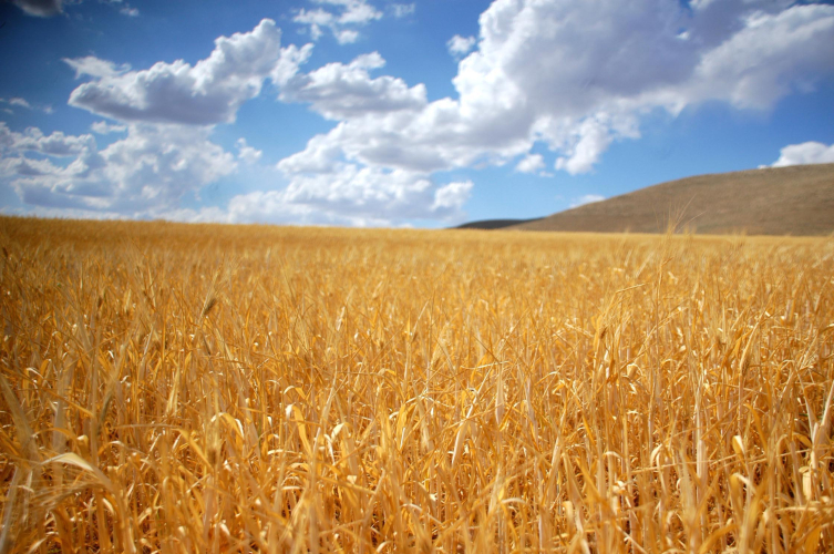 14 Mayıs Dünya Çiftçiler Günü kutlandı