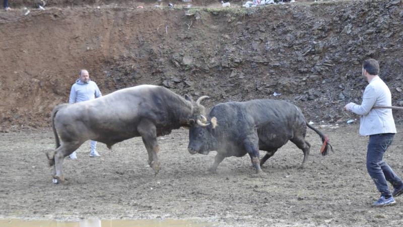 Artvin’de “Berta ve Çevre Köyleri Boğa Güreşleri Festivali” sona erdi