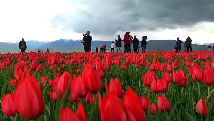 Muş’ta 15 günlük lale devri!