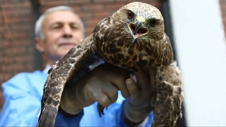 Kemik nakli yapılan ‘Garip’ doğaya salındı