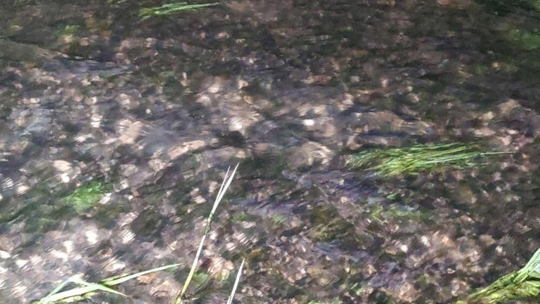 İnci kefallerinin eşsiz gece yolculuğu başladı