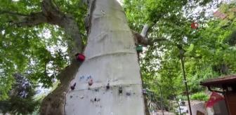 Tarihi çınar ağacı yıllara meydan okuyor