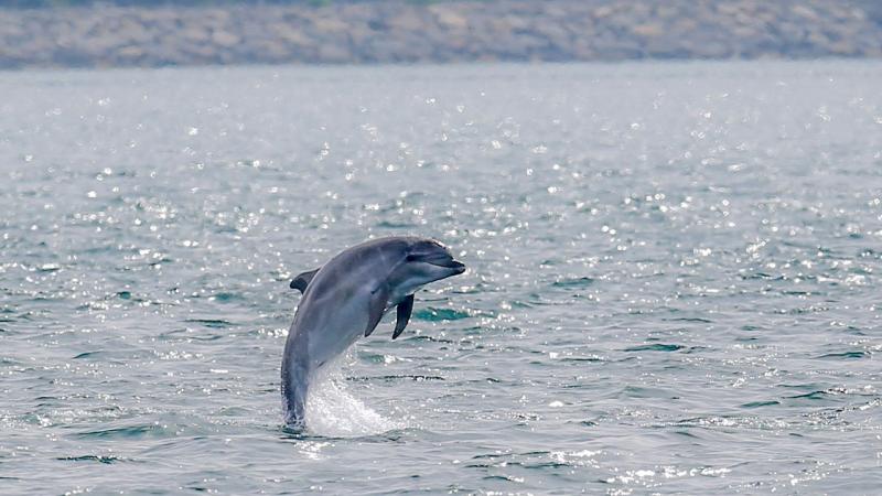Yunuslar insanlar yüzünden artık birbirlerine bağırmak zorunda kalıyor