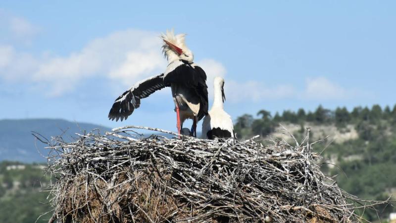 Sinop’ta leylek yavruları, sağlık kontrolünden geçirilip halkalandı