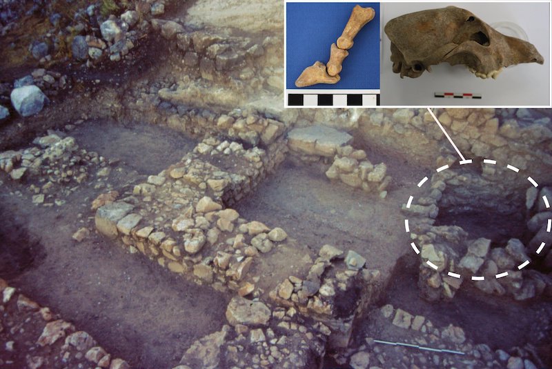 Mycenae’de Tunç Çağı Kuyusuna Hayvan Kemikleri Atılmış