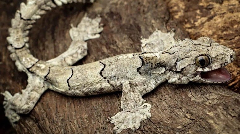 Yeni bir kertenkele türü keşfedildi… Hem uçuyor hem de gülümsüyor